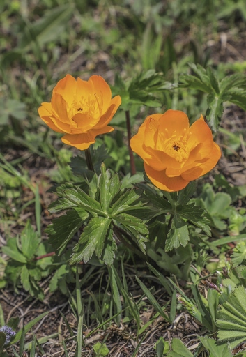 Trollius altaicus